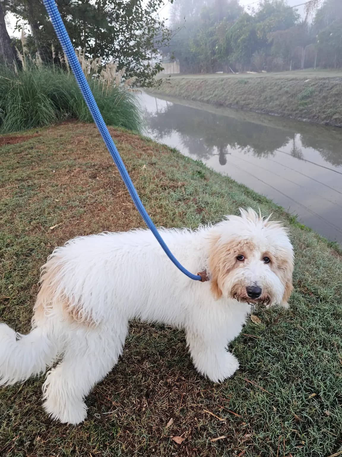 Dog on a walk by the canal