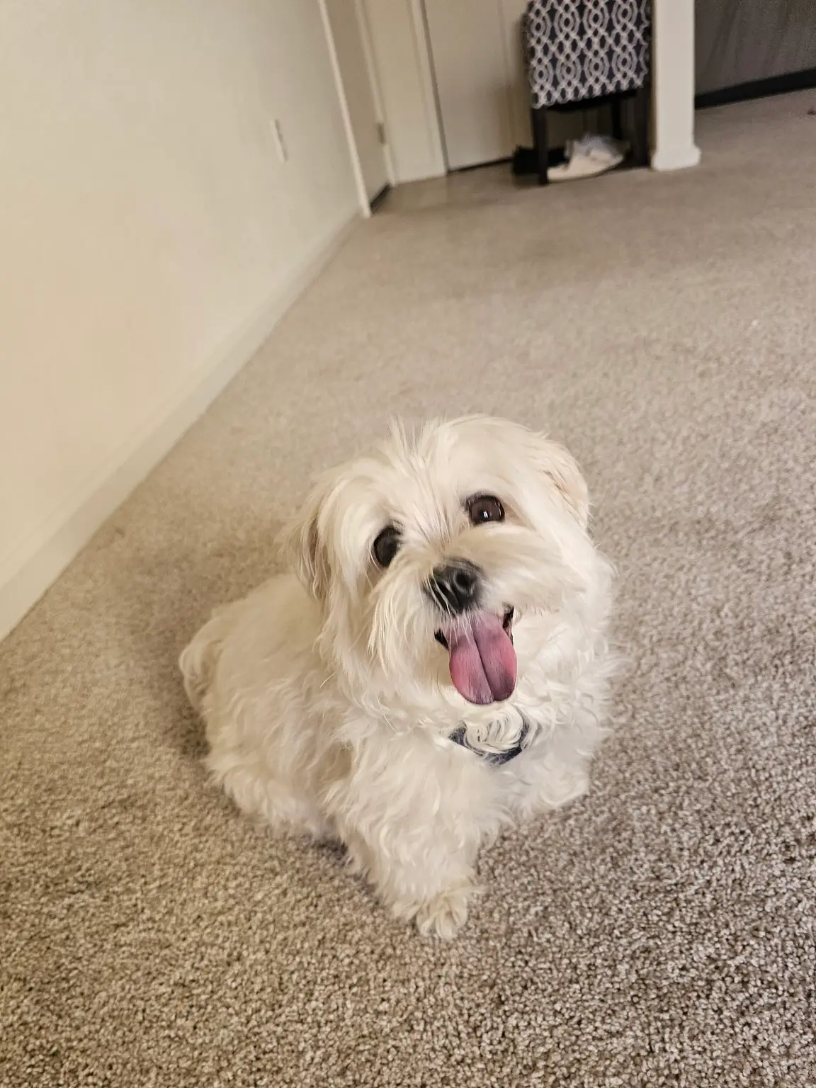Happy fluffy dog smiling