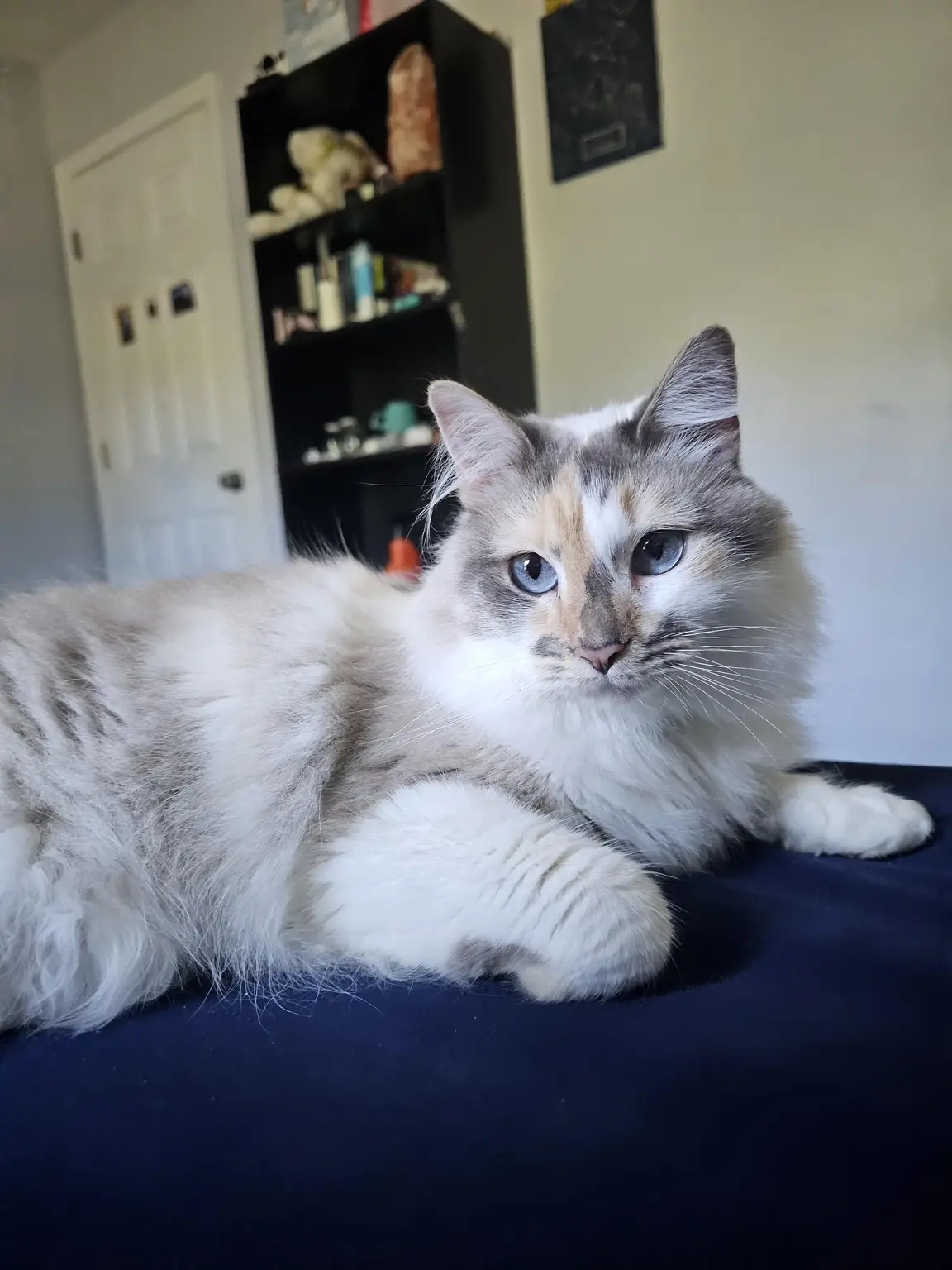 Nimbus, Olive's beautiful ragdoll cat